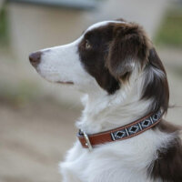 Hundehalsband Penelope Pearl