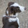 Hundehalsband Penelope Pearl