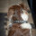 Hundehalsband Penelope Pearl