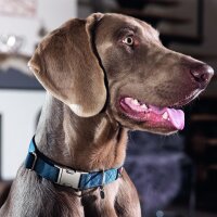 Hundehalsband Anam Cara