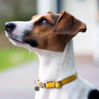 Hundehalsband Anam Cara