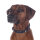 Hundehalsband Anam Cara