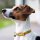 Hundehalsband Anam Cara