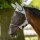Fliegenmaske FLY GUARD II PLUS