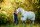 Horseware Horseware Newmarket Fly Sheet