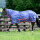 Bucas Freedom Fliegendecke Navy Grape