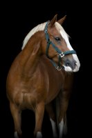 Horse Guard HG Diya 2.0 Halfter