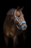 Horse Guard HG Diya 2.0 Halfter