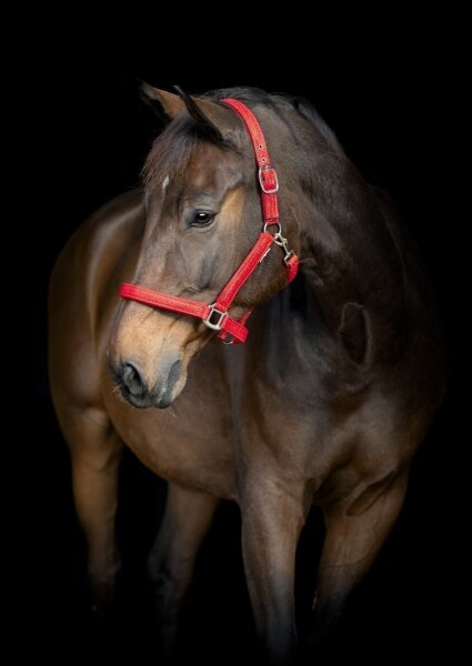 Horse Guard HG Jewel Halfter
