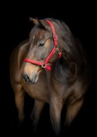 Horse Guard HG Jewel Halfter