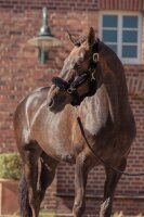 Eskadron Faux Fur Complete Halfter