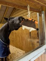 LeMieux Horse Toy Hedgehog