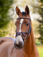 LeMieux Comfort Shield Grackle Nasenfilter 2-er Pack