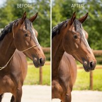 Brands of Q Fotografie Halfter