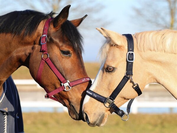 Tom Büttner Halfter Athletic