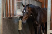 Kerbl Delizia Knabberholz