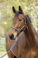 Covalliero Halfter Hippo F/S 2026