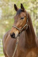 Covalliero Halfter Hippo F/S 2026