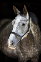 CATAGO Tori 26.1 Halfter