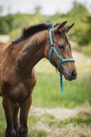 HG Malva Fohlenhalfter