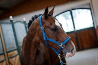 Schockemöhle Sports Halfter SP Memphis Style III