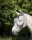 Horseware Defense Flymask