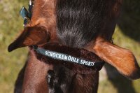 Schockemöhle Sports Halfter SP Melbourne Soft Style