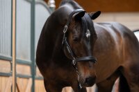 Eskadron Halfter Leather Stallion