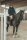 Pikeur Herren-Steppjacke QUILTED JACKET