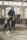 Pikeur Herren-Steppjacke QUILTED JACKET
