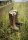 Ariat WMS Wetherby Waterproof Insulated Boot