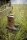 Ariat WMS Wetherby Waterproof Insulated Boot